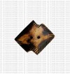 6-corner bone button (packet of 10)