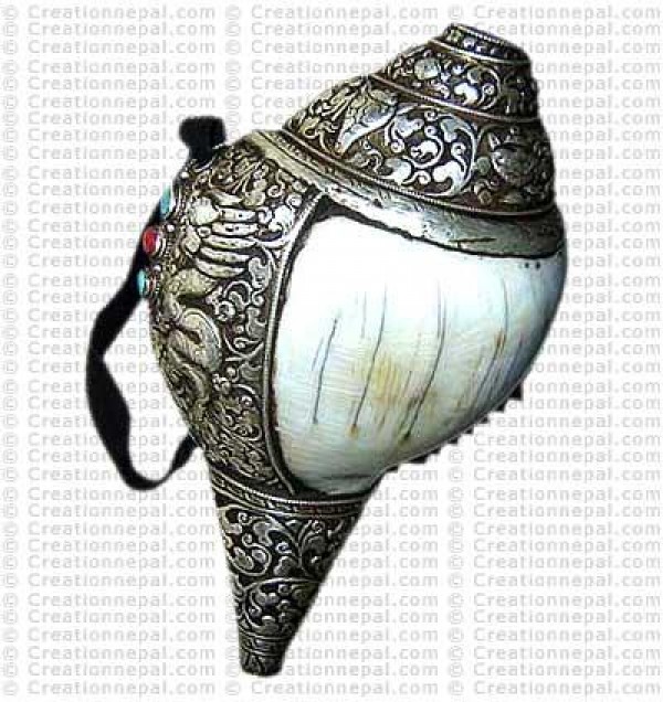 Silver-shell conch