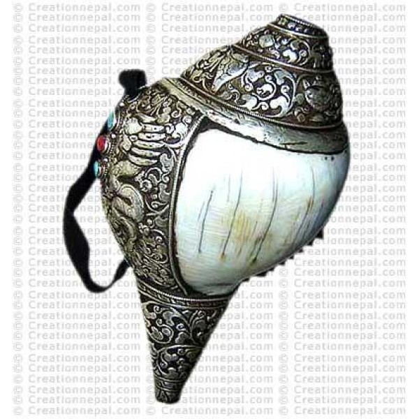 Silver-shell conch